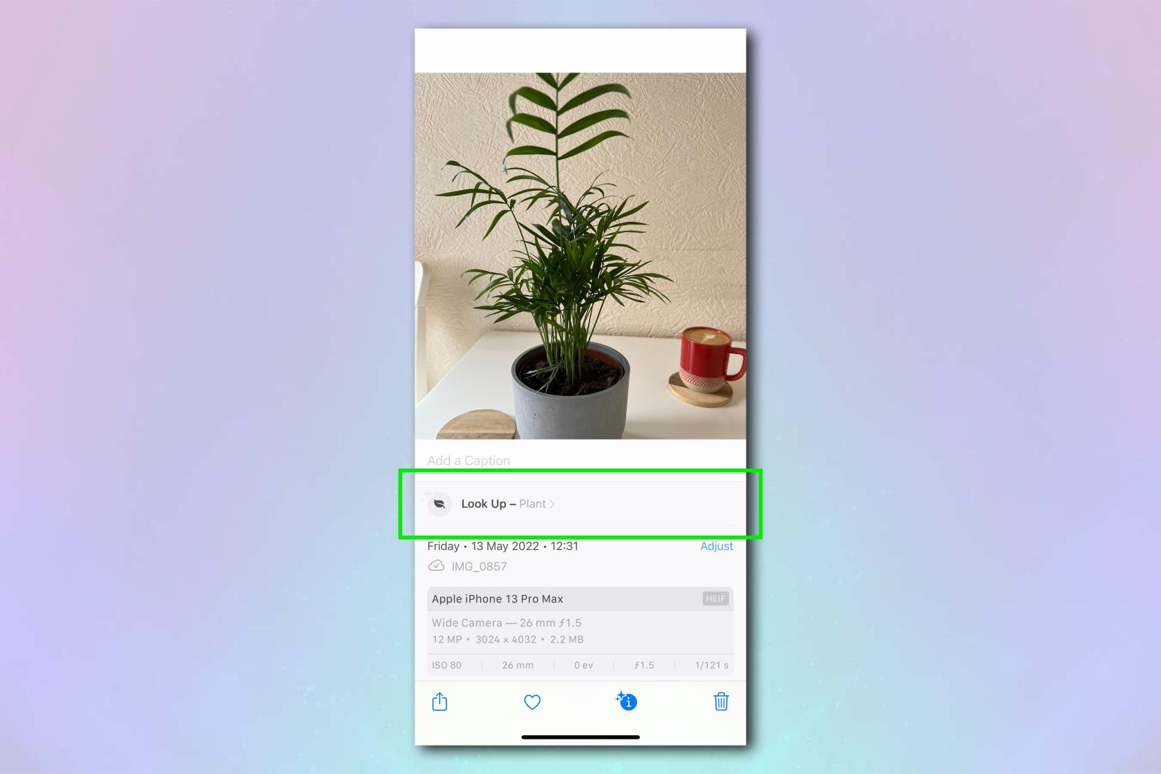 iPhone は、写真だけからあらゆる植物をすぐに特定できます。その方法は次のとおりです。