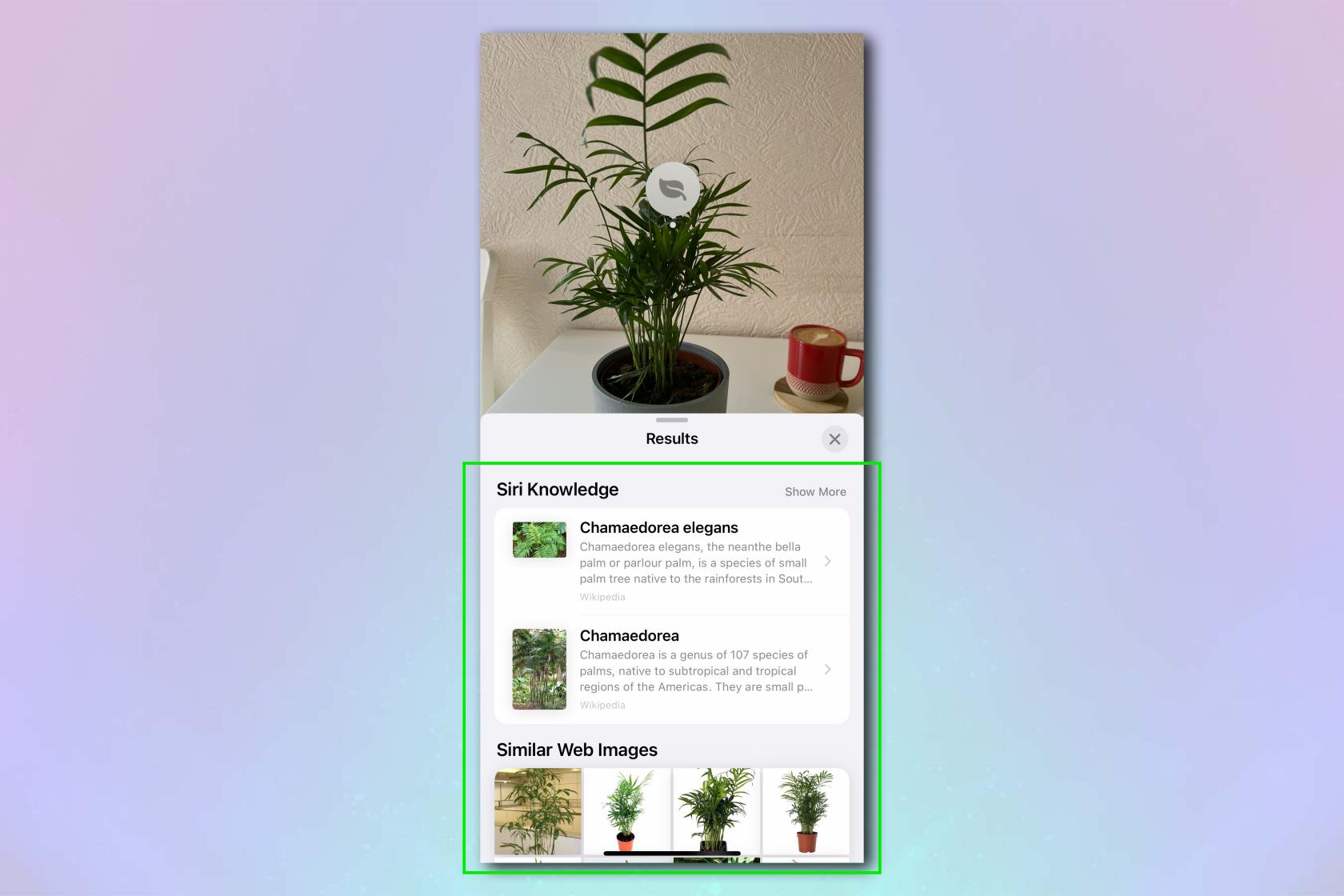 iPhone は、写真だけからあらゆる植物をすぐに特定できます。その方法は次のとおりです。